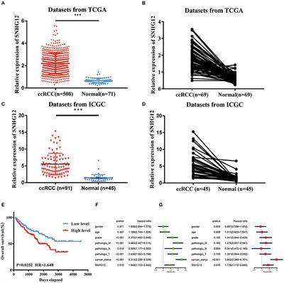 Long Non-coding RNA SNHG12 Functions as a Competing Endogenous RNA to Regulate MDM4 Expression by Sponging miR-129-5p in Clear Cell Renal Cell Carcinoma